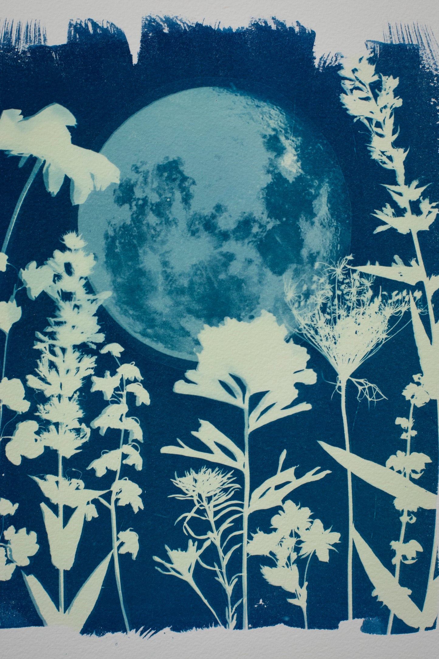 8" x 10" Moon and Wildflower Cyanotype Print