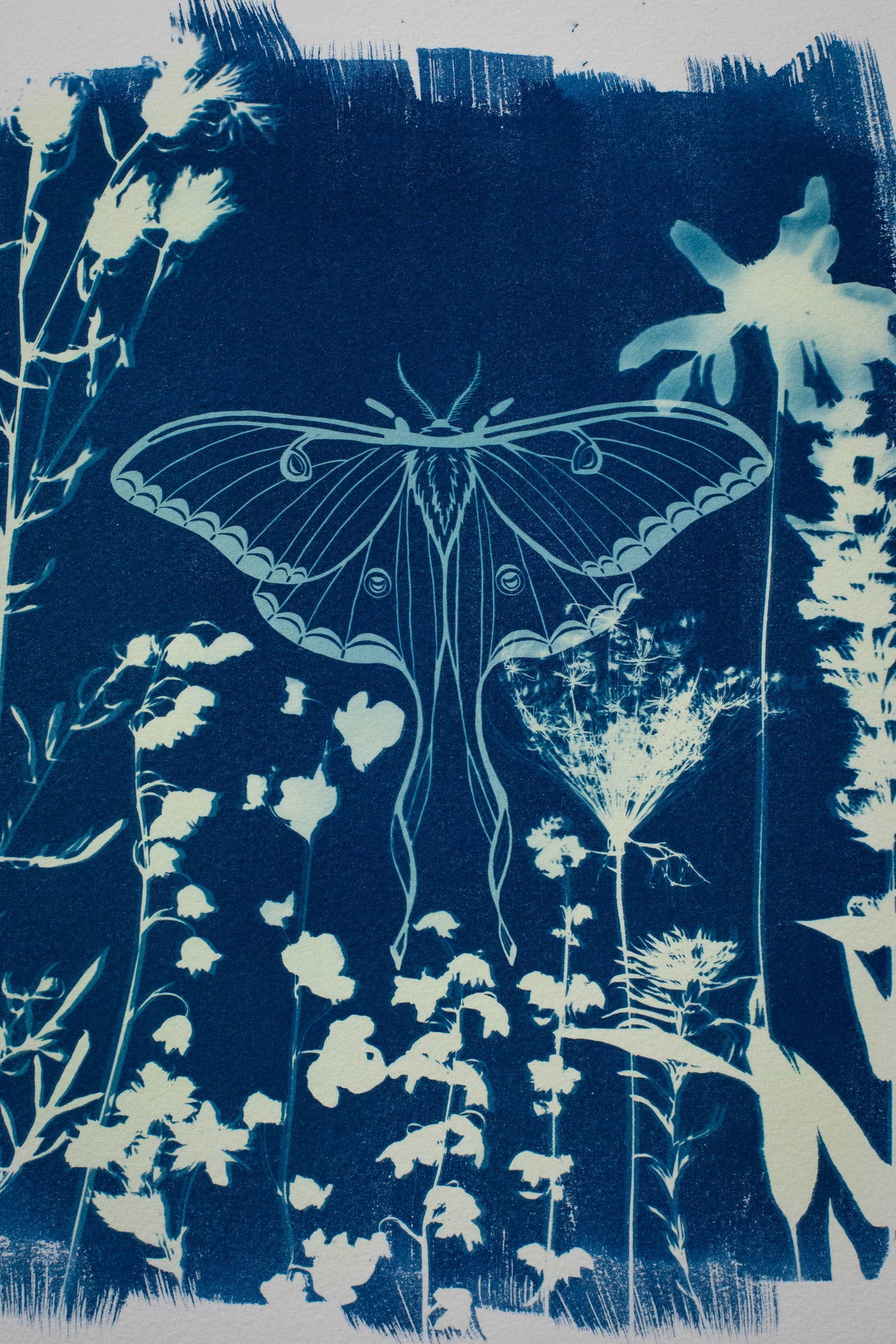 10" x 14" Luna Moth & Flora Cyanotype Print