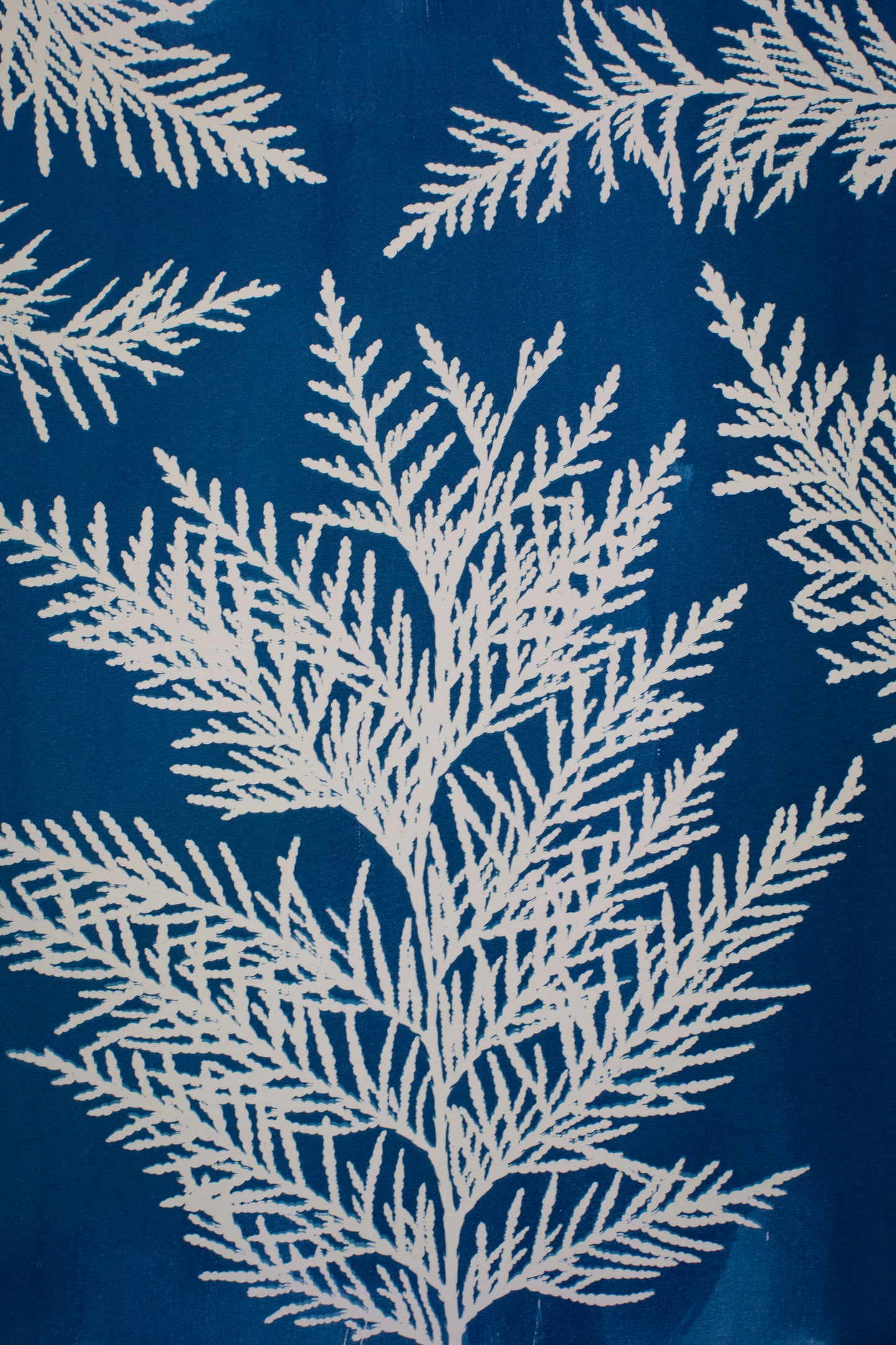 10" x 14" Cedar Cyanotype Print