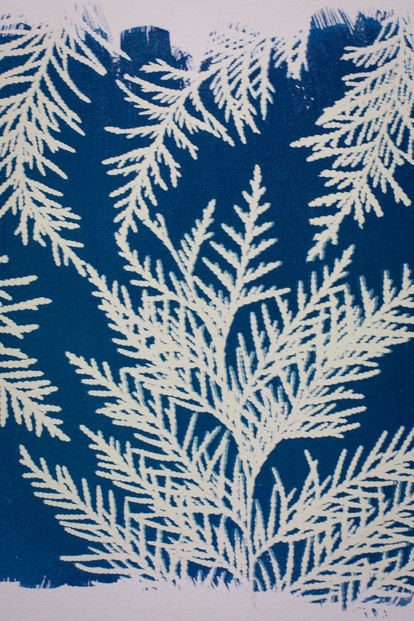 8" x 10" Eastern White Cedar Cyanotype Print